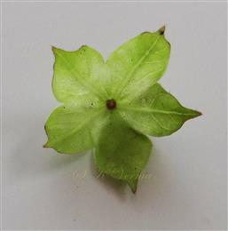  Involucre (in fruiting)